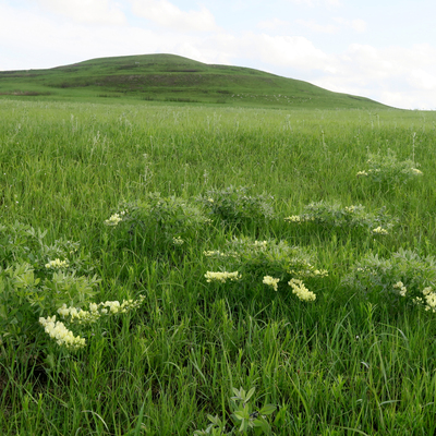 Plains wild indigo blankets the Mitchell meadow in the newly acquired portion of the Park