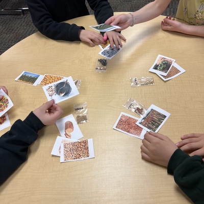 Students matching grains to seed cards.