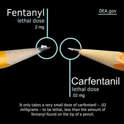 What is Carfentanil? Carfentanil lethal dose .02 mg 100 times stronger than Fentanyl